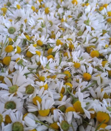 Fleurs de Camomille Matricaire pour les tisanes