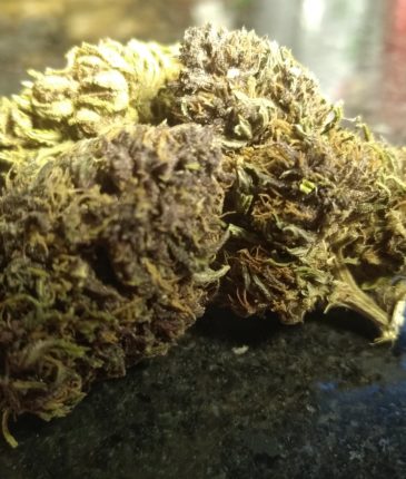fleur de chanvre CBD Orange Buddha phéno violet