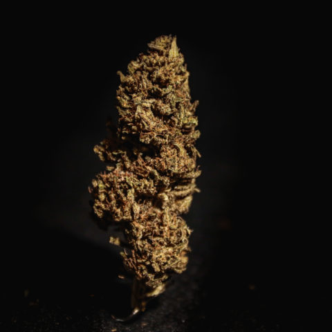 Fleurs de CBD ANGEL CAKE